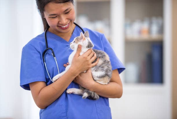 Medicina Felina