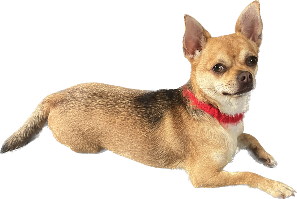 Bella, a Chihuahua